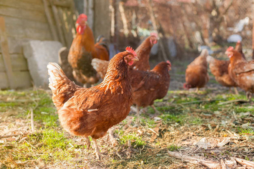 How to: Treating Chickens with Mites and Lice