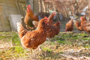 How to: Treating Chickens with Mites and Lice