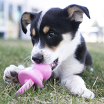Kong Puppy Binkie Small