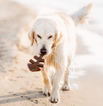 Benebone Fishbone Large