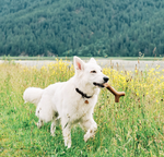 Benebone Bacon Stick Large