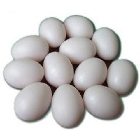 Elite Pet Dummy Pigeon / Small Parrot Egg