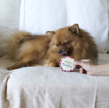 Kazoo Birthday Dog Cookie - Happy Barkday