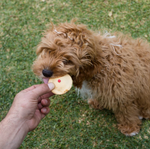 Kazoo Dog Pawty Meat Pie