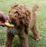 Kazoo Dog Pawty Custard Tart
