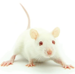 Raticool XL Adult Mice 5 Pack
