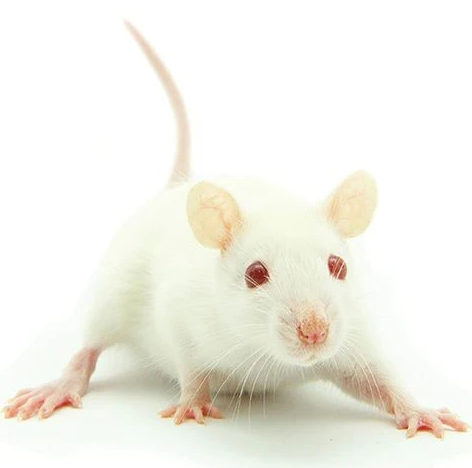 Raticool Hopper Mice 7 Pack