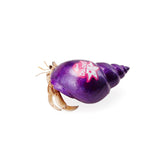 ZZKrabooz Somago Tribe Shellz (Only) - Purple [SZ:MEDIUM]