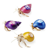 Krabooz Cha Cha Tribe Shellz (Only) - Purple [SZ:MEDIUM]