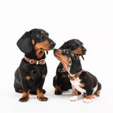 EzyDog Oxford Leather Dog Collar Brown [SZ:X-SMALL]