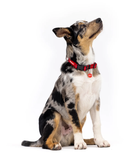 EzyDog Essential Adjustable Dog Collar Black [SZ:SMALL]