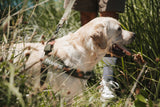 EzyDog Express Harness Green [SZ:SMALL]