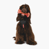 EzyDog EzyBones Chew Dog Toy [SZ:SMALL]