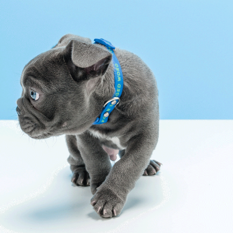 Gummi sales dog collars