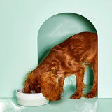 Gummi Pet Ceramic Bowl Mint