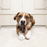 Kong Chewstix Bone Large