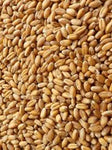 Whole Wheat 20kg