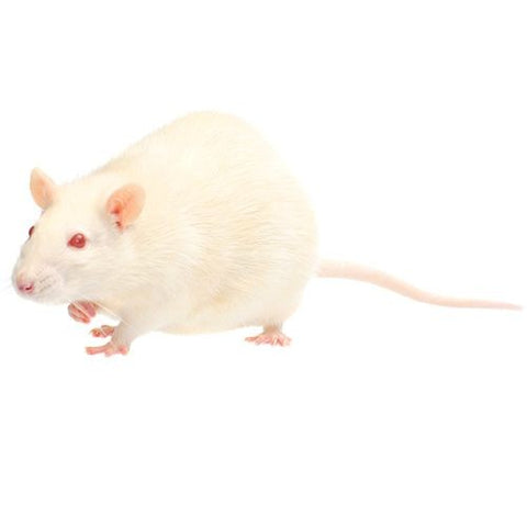 Pisces Frozen Rats Pinkie 5 Pack