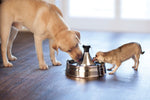 Petsafe Drinkwell Stainless Steel Multi-Pet Pet Fountain 360 Degree
