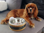 Wooden Ring Dog Bowl Medium 1Ltr