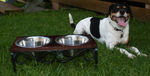 Layton Cherry Top Diner Dog Bowl Stand