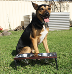 Layton Cherry Top Diner Dog Bowl Stand