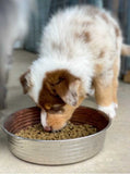 Le Bol Chocolate - Dog Bowl