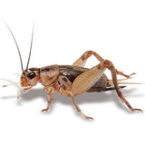 Pisces Crickets Small