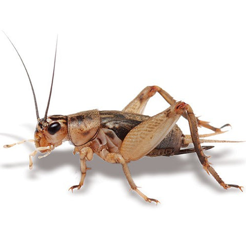 Pisces Crickets Small