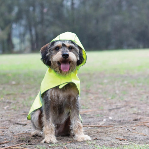 Kazoo Rainy Days Dog Raincoat