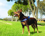 EzyDog Express Dog Harness Purple