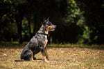 EzyDog CrossCheck Dog Harness Black