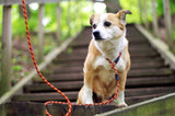 EzyDog Luca Lite 6mm Dog Lead Blue 170cm