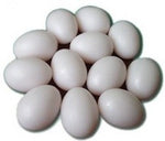 Dummy Poultry Egg