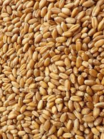 UT Whole Wheat Seeds 5kg
